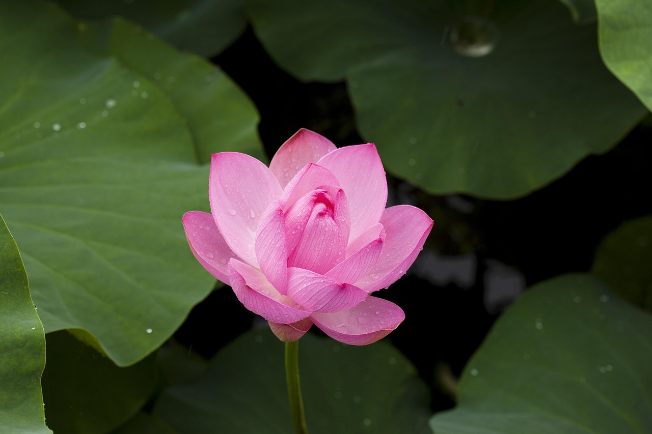 Where Lotus365 Login: Step-by-Step Guide for India (2027)